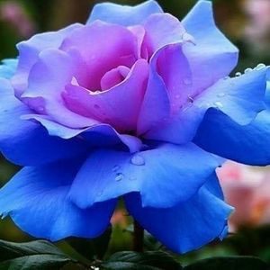 Meet your Posher, Deanna